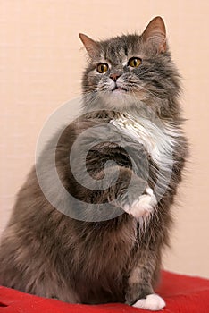 Gray with a white breast fluffy cat