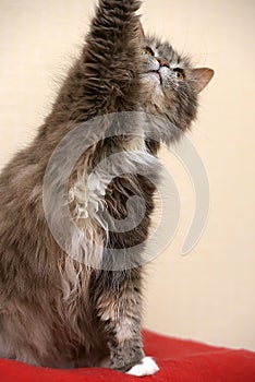 Gray with a white breast fluffy cat