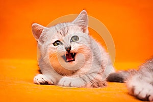 Gray white British kitten meows lying on an orange background