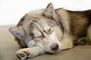 Gray, white and brown husky with closed eyes sleep on the floor portrait of siberian husky. the dog looks like wolf