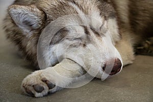 gray, white and brown husky with closed eyes sleep on the floor portrait of siberian husky. the dog looks like wolf