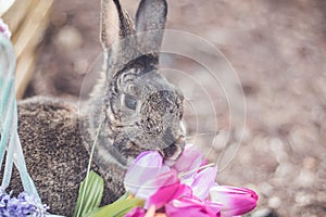 Gray and white bunny rabbit closeup in garden with flowers