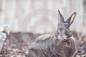 Gray and white bunny rabbit in garden