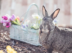 Gray and white bunny rabbit in garden with basket of flowers for Easter Spring soft vintage setting