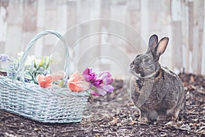 Gray and white bunny rabbit in garden with basket of flowers for Easter Spring soft vintage setting