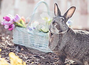 Gray and white bunny rabbit in garden with basket of flowers for Easter Spring soft vintage setting