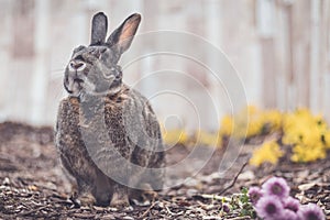 Gray and white bunny rabbit in garden with flowers