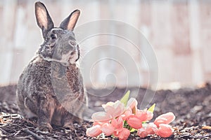 Gray and white bunny rabbit in garden with flowers