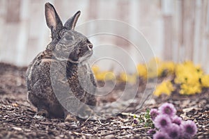 Gray and white bunny rabbit in garden with flowers