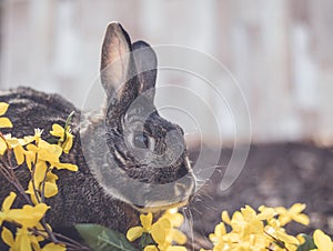 Gray and white bunny rabbit in garden with flowers for Easter Spring soft vintage setting