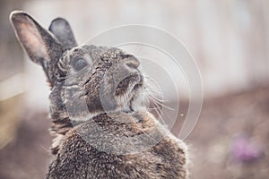 Gray and white bunny rabbit in garden looking up