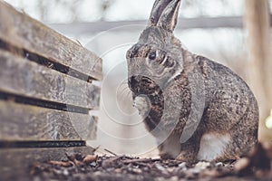 Gray and white bunny rabbit in garden with paws together