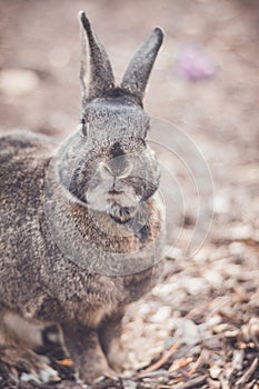 Gray and white bunny rabbit in garden portrait