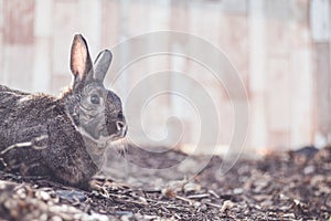 Gray and white bunny rabbit in garden room for text copy