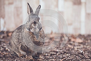 Gray and white bunny rabbit in garden soft vintage setting