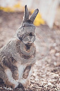 Gray and white bunny rabbit in garden standing portrait