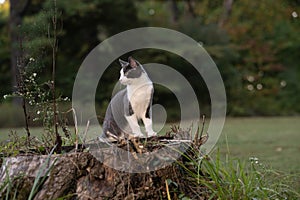 Gray and white cat