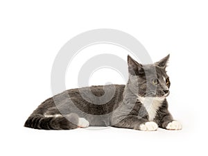 Gray and white cat