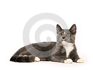 Gray and white cat