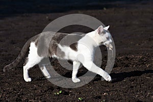 Gray-white cat