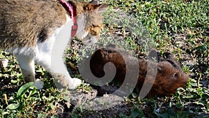 Gray and white cat approaches another small young black cat