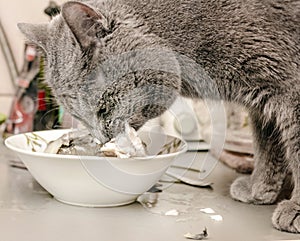 Gray white cat eating fish