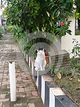 A Gray and White Cat at the End of a Small Alley