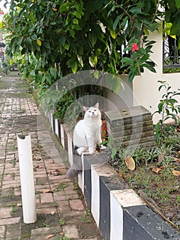 A Gray and White Cat at the End of a Small Alley