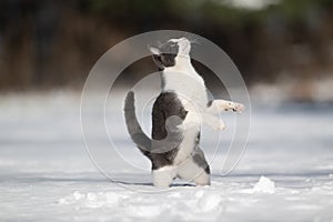 Gray and white cat on hind legs in snow