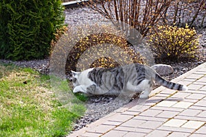 Gray white cat hunting a butterfly in the spring garden.Beautiful pet