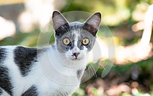Gray and white cat with intense yellow eyes