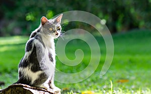 Gray and white cat with intense yellow eyes over green