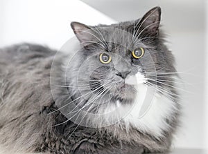 A gray and white cat with large dilated pupils