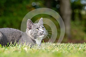 Gray and white cat laying down in grass