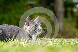 Gray and white cat laying down in grass