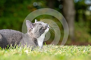 Gray and white cat laying down in grass