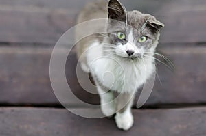 Gray-white cat with one cocked ear looks at the frame