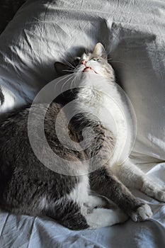 Gray-white cat on pillow