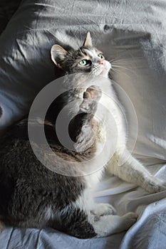 Gray-white cat on pillow is ready to tighten.