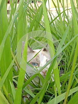 a gray and white cat playing in the grass