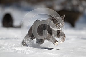 Gray and white cat playing in the snow