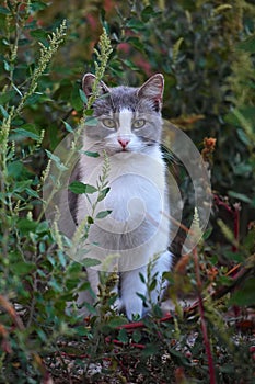 Gray and white cat posing in grass. Close image cat Oudoor in garden photo