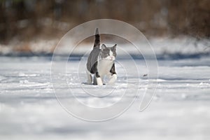 Gray and white cat running in the snow