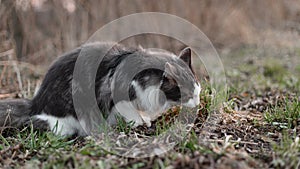 A gray and white cat sits on the ground. A cat, sitting on the ground, eats grass.