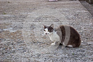 Gray white cat sitting floor