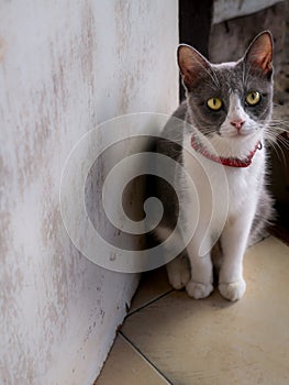Gray White Cat Sitting in front of The Door
