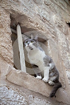 Gray and white cat sitting on a stone wall, Dubrovnik, Croatia.