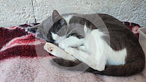 Gray white cat sleeps on a blanket, pets, pet animal