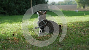 A gray and white cat is standing in the grass and a tree