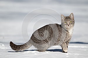 Gray and white cat standing in snow